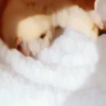 CAMA CASA FELPUDA PARA GATOS